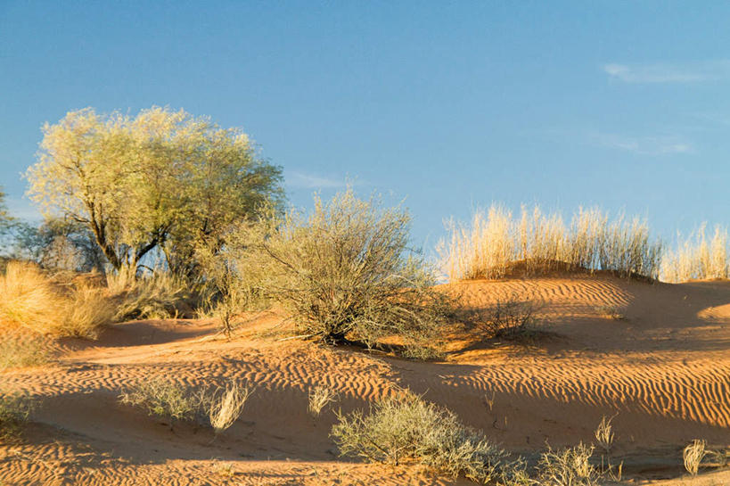 无人,横图,室外,白天,正面,旅游,度假,美景,沙漠,植物,非洲,阴影,光线,影子,景观,云,云朵,云彩,娱乐,树,树木,蓝色,绿色,白云,蓝天,天空,阳光,自然,天,享受,休闲,景色,放松,生长,晴朗,成长,自然风光,喀拉哈里沙漠,阿非利加洲,卡拉哈里沙漠,大漠,砂漠,晴空,彩图