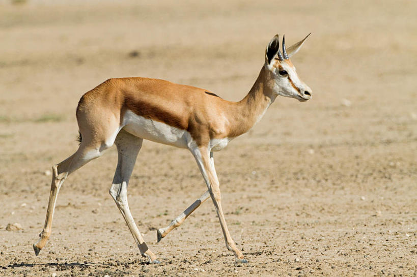 无人,走,横图,室外,白天,侧面,旅游,度假,美景,沙漠,野生动物,羊,非洲,阴影,光线,羚羊,影子,景观,注视,娱乐,一只,阳光,自然,动物,观察,看,享受,休闲,景色,放松,可爱,活泼,观看,察看,关注,自然风光,跳羚,阿非利加洲,南非小羚羊,大漠,砂漠,步行,散步,走路,彩图,全身