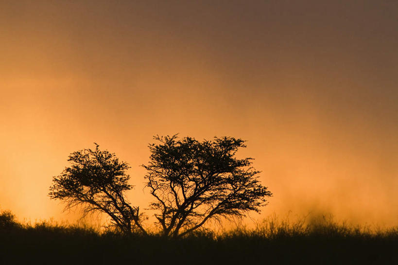 无人,横图,室外,白天,正面,旅游,度假,草地,草坪,美景,日落,沙漠,植物,非洲,景观,晚霞,霞光,落日,背光,娱乐,草,树,树木,绿色,自然,黄昏,享受,休闲,景色,彩霞,放松,生长,成长,自然风光,逆光,喀拉哈里沙漠,阿非利加洲,夕照,薄暮,卡拉哈里沙漠,大漠,砂漠,夕阳,彩图,傍晚,斜阳
