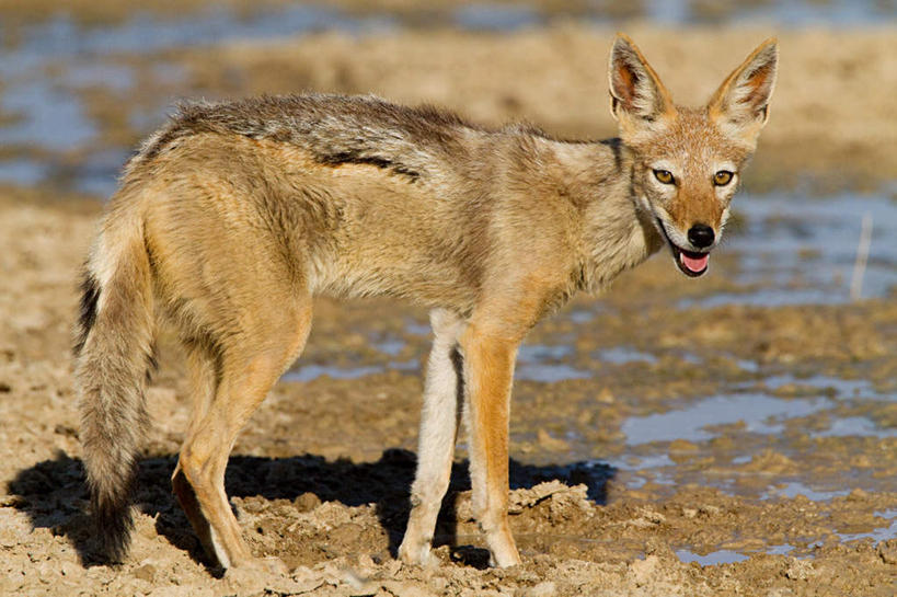 无人,站,横图,室外,白天,侧面,旅游,度假,河流,美景,沙漠,水,狼,野生动物,非洲,阴影,光线,影子,河水,景观,水流,扭头,注视,娱乐,一只,阳光,自然,动物,观察,看,站着,张嘴,转头,享受,休闲,景色,放松,观看,察看,关注,自然风光,凶猛,张大嘴巴,阿非利加洲,胡狼,黑背豺,黑背胡狼,残暴,凶残,大漠,砂漠,张开嘴,灰狼,站立,彩图,全身,犬科动物