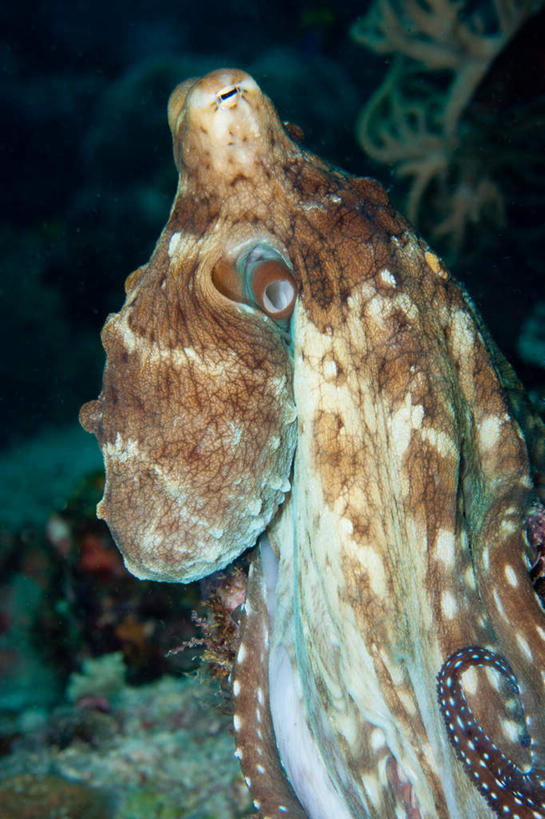 头,无人,竖图,室外,特写,白天,正面,海底,水下,海浪,海洋,美景,章鱼,巴布亚新几内亚,阴影,光线,影子,景观,浪花,水底,注视,一只,阳光,自然,海水,观察,看,景色,海底世界,观看,石吸,死牛,望潮,坐蛸,察看,关注,自然风光,大洋洲,蠕动,海景,巴布亚新几内亚独立国,头部,大海,风浪,海,海床,海水的波动,近岸浪,涌浪,石居,八爪鱼,半身,彩图