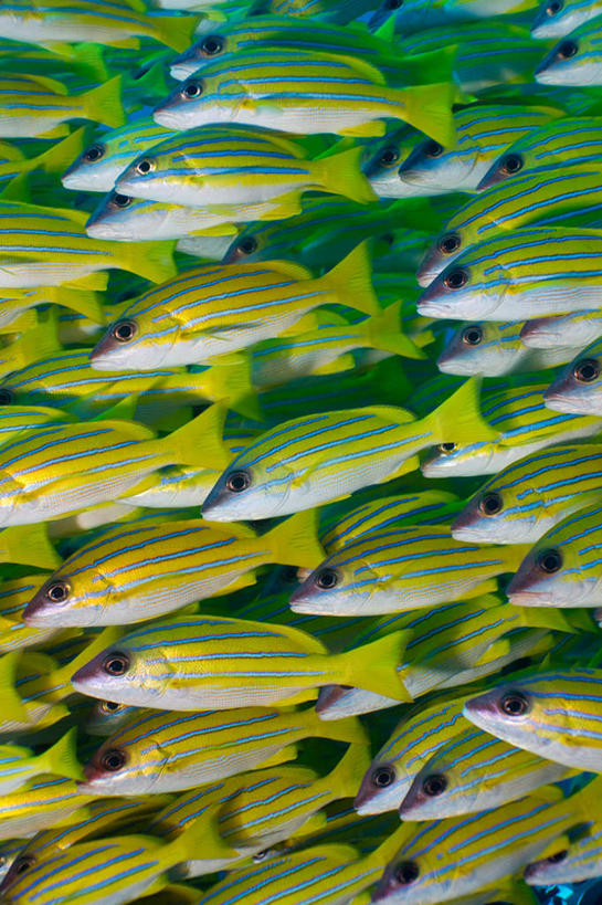 游泳,海鲜,无人,竖图,室外,白天,侧面,海底,水下,海浪,海洋,美景,马尔代夫,亚洲,许多,阴影,光线,鱼,影子,景观,浪花,水底,注视,水产,鱼类,海洋生物,阳光,自然,海水,观察,看,景色,海底世界,观看,察看,关注,自然风光,水生动物,海产品,南亚,笛鲷,水生物,海景,海底动物,马尔代夫共和国,泅水,四带笛鲷,拍浮,大海,风浪,海,海床,海水的波动,近岸浪,涌浪,半身,彩图