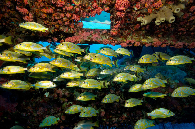 游泳,无人,横图,室外,白天,侧面,海底,水下,海浪,海洋,美景,美国,许多,阴影,光线,鱼,影子,景观,浪花,水底,注视,鱼类,海洋生物,无脊椎动物,阳光,自然,海水,观察,看,景色,海底世界,观看,腔肠动物,察看,北美,北美洲,硬珊瑚,关注,自然风光,水生动物,美洲,水生物,海景,海底动物,佛罗里达,佛罗里达州,佛州,阳光州,北亚美利加洲,亚美利加洲,泅水,珊瑚虫,拍浮,佛罗里达半岛,大海,风浪,海,海床,海水的波动,近岸浪,涌浪,半身,彩图,佛罗里达群岛