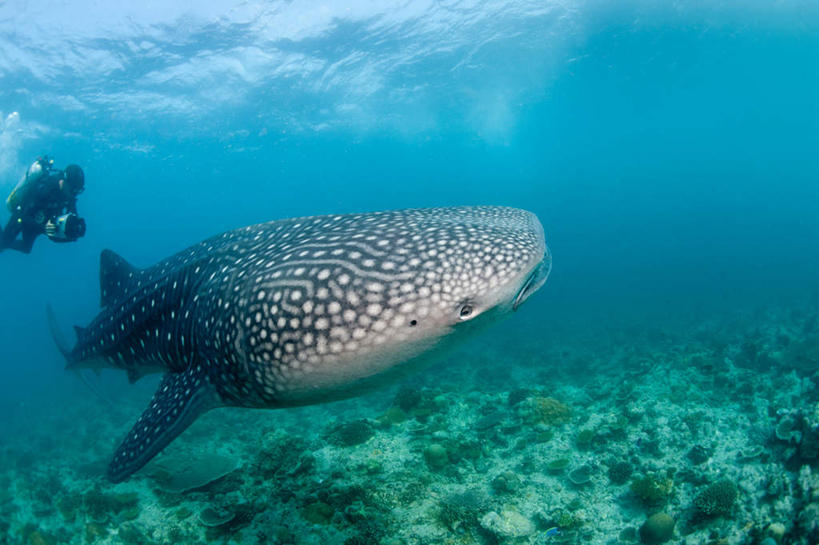 游泳,西方人,一个人,摄影师,横图,室外,白天,侧面,锻炼,运动,海底,水下,海浪,海洋,美景,哺乳动物,鲨鱼,野生动物,欧洲,马尔代夫,欧洲人,亚洲,仅一个男性,仅一个人,仅一个中年男性,一条,握,阴影,服装,光线,潜水镜,影子,泳镜,景观,浪花,水底,摄像机,注视,海洋生物,衣服,阳光,自然,海水,动物,低头,观察,看,蛙鞋,景色,摄像,握着,海底世界,潜水服,潜水,摄影,服饰,温和,摄影机,观看,脚蹼,呼吸管,察看,衣着,穿着,关注,自然风光,水生动物,录像,南亚,潜水装备,水生物,温顺,海景,海底动物,面镜,浮潜,潜水运动,马尔代夫共和国,泅水,衣饰,拍浮,豆腐鲨,鲸鲨,体育,男人,男性,中年男性,白种人,大海,风浪,海,海床,海水的波动,近岸浪,涌浪,沙鱼,半身,彩图,健身,湿式潜水服,水下摄影机