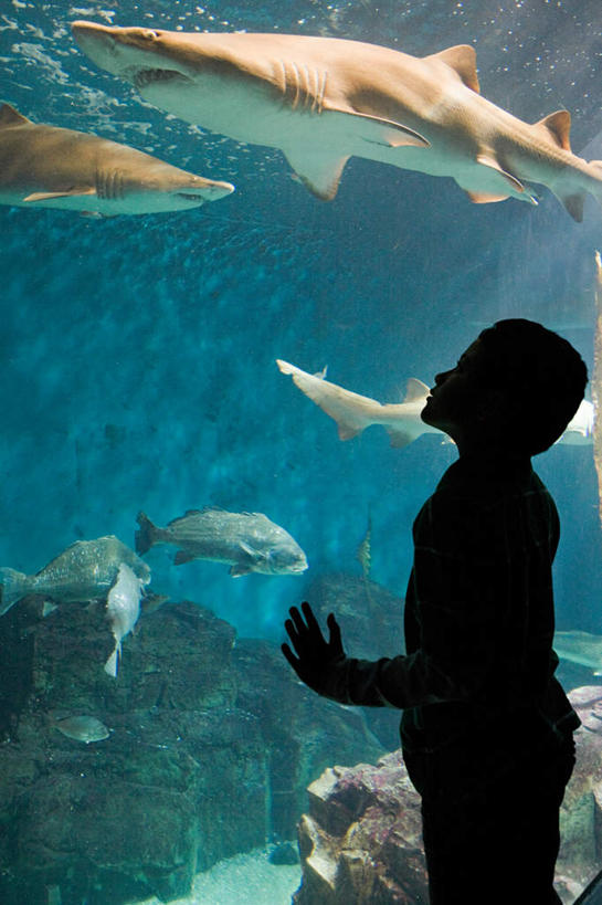西方人,儿童,一个人,站,举,摸,竖图,室内,白天,侧面,纯洁,海底,水下,水,窗户,落地窗,橱窗,鲨鱼,野生动物,欧洲,欧洲人,仅一个男性,仅一个人,表演,撑,抚摸,鱼,珊瑚,液体,水滴,水底,背光,珊瑚礁,鱼类,海洋生物,无脊椎动物,玻璃窗,水族馆,小孩,动物,托,站着,仅一个小孩,展示,可爱,童年,童趣,海底世界,展览,好奇,腔肠动物,撑着,饲养,凶猛,逆光,童真,烂漫,无邪,收集,玻璃橱窗,海底礁,珊瑚虫,极地海洋世界,残暴,天真,凶残,男孩,男人,男性,白种人,孩子,海床,礁,岩石,沙鱼,触摸,接触,举起,举手,举着,向上举,向上伸,向上托,站立,半身,彩图,男生