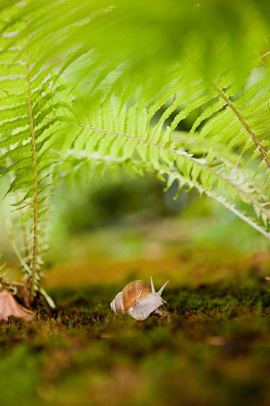 无人,竖图,室外,特写,白天,侧面,旅游,度假,美景,植物,德国,欧洲,朦胧,模糊,蜗牛,景观,注视,娱乐,一只,绿色,自然,动物,观察,看,趴着,享受,休闲,景色,放松,生长,成长,观看,软体动物,蕨类,察看,西欧,关注,蕨类植物,自然风光,德意志联邦共和国,蹄盖蕨,趴,彩图,全身