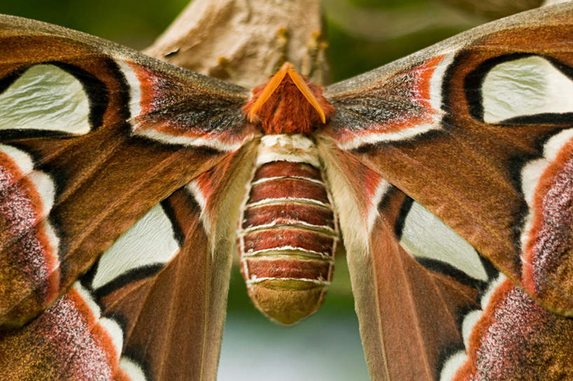 无人,竖图,室外,白天,正面,旅游,度假,美景,阴影,反射,昆虫,影子,景观,停留,娱乐,一只,自然,动物,享受,休闲,景色,放松,停止,自然风光,益虫,天蛾,蜂鸟蛾,逗留,停顿,彩图,全身