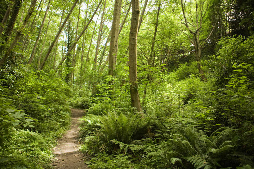 无人,横图,室外,白天,正面,旅游,度假,草地,草坪,美景,植物,道路,路,华盛顿,美国,阴影,光线,影子,景观,小路,交通,娱乐,草,树,树木,绿色,阳光,自然,享受,休闲,景色,放松,生长,成长,北美,北美洲,自然风光,美洲,华盛顿州,西雅图,常绿之州,常青州,北亚美利加洲,亚美利加洲,绿宝石城,翡翠之城,雨城,常绿之城,阿拉斯加门户,女王之城,喷气机之城,常青城,彩图