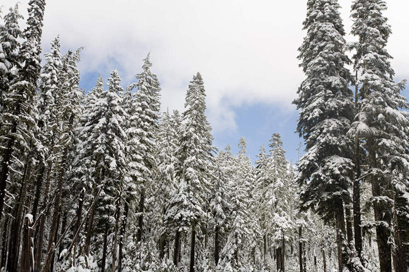 无人,公园,横图,室外,白天,仰视,旅游,度假,美景,山,树林,雪,雪山,植物,雾,大雪,美国,阴影,朦胧,模糊,光线,影子,冰,积雪,景观,山峰,雪景,云,云朵,冬季,冬天,山峦,云彩,娱乐,树,树木,蓝色,绿色,白云,蓝天,天空,阳光,自然,天,享受,休闲,景色,放松,寒冷,生长,晴朗,成长,迷雾,冰冷,北美,北美洲,国家公园,自然风光,美洲,俄勒冈州,俄勒冈,北亚美利加洲,亚美利加洲,严寒,冰凉,酷寒,凛冽,凛凛,极冷,落日之州,水獭之州,海狸州,国家森林公园,胡德山,胡德山国家森林公园,大雾,晴空,彩图,低角度拍摄