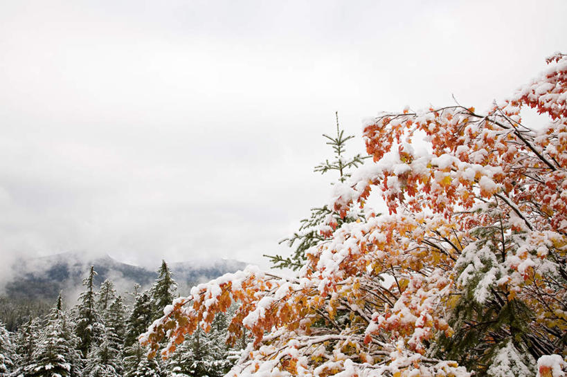 无人,横图,室外,白天,仰视,旅游,度假,美景,山,山脉,植物,雾,叶子,美国,朦胧,模糊,景观,山峰,乌云,云,阴天,云朵,枯叶,落叶,山峦,云彩,娱乐,树,树木,绿色,天空,自然,群山,天,享受,休闲,景色,放松,生长,成长,迷雾,北美,北美洲,昏暗,阴沉,自然风光,美洲,俄勒冈州,俄勒冈,北亚美利加洲,亚美利加洲,落日之州,水獭之州,海狸州,胡德山,叶,叶片,大雾,彩图,低角度拍摄