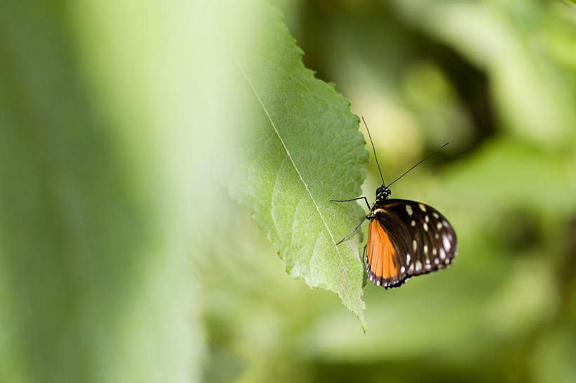 无人,站,横图,室外,特写,白天,侧面,美景,蝴蝶,叶子,阴影,朦胧,模糊,光线,昆虫,影子,景观,绿叶,注视,一只,阳光,自然,动物,观察,看,站着,嫩叶,景色,观看,黑脉金斑蝶,察看,关注,自然风光,益虫,帝王蝶,大桦斑蝶,黑脉桦斑蝶,叶,叶片,站立,彩图,全身