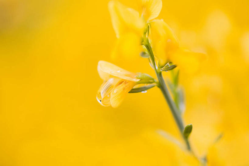 无人,横图,室外,特写,白天,正面,美景,美国,阴影,朦胧,模糊,盛开,光线,影子,景观,花蕾,花,花瓣,花朵,鲜花,黄色,阳光,自然,花苞,花蕊,景色,北美,北美洲,自然风光,美洲,俄勒冈州,俄勒冈,北亚美利加洲,亚美利加洲,落日之州,水獭之州,海狸州,彩图