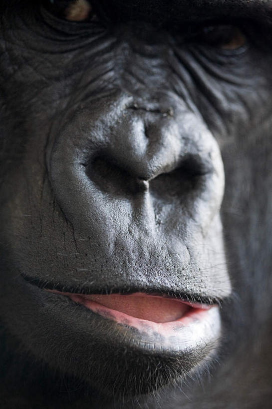 鼻子,嘴,无人,竖图,室外,特写,白天,正面,美景,哺乳动物,野生动物,猩猩,阴影,反射,影子,景观,一只,自然,动物,景色,自然风光,大猩猩,金刚猩猩,山地大猩猩,高山大猩猩,鼻,鼻孔,口,口腔,嘴巴,嘴唇,半身,彩图