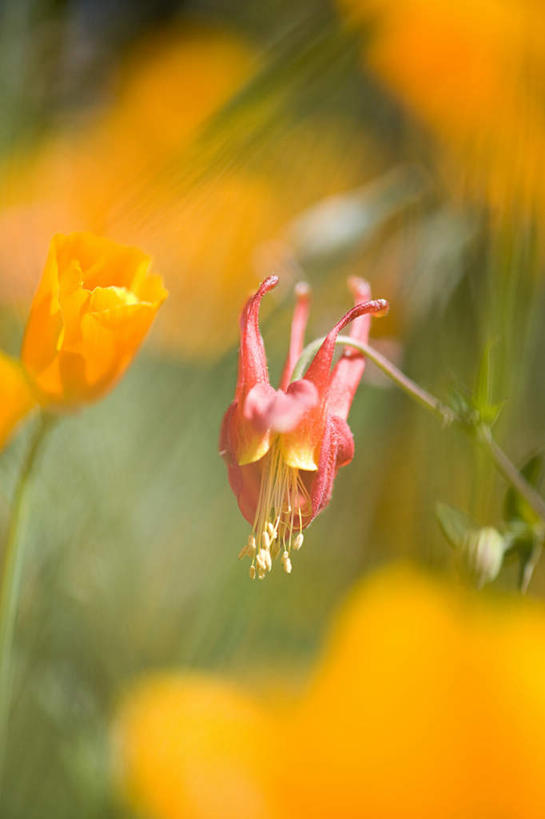 无人,竖图,室外,特写,白天,正面,美景,美国,阴影,朦胧,模糊,盛开,光线,影子,景观,花蕾,花,花瓣,花朵,鲜花,阳光,自然,花苞,花蕊,景色,北美,北美洲,自然风光,美洲,俄勒冈州,俄勒冈,北亚美利加洲,亚美利加洲,落日之州,水獭之州,海狸州,彩图