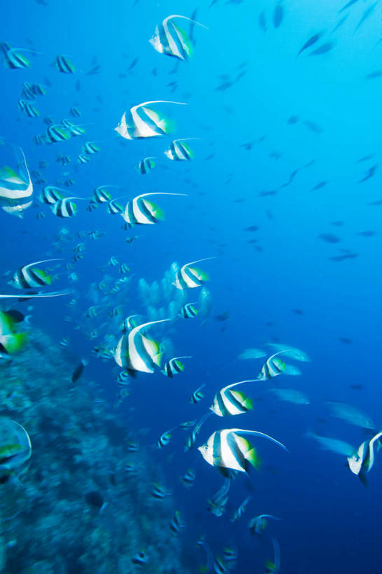 游泳,无人,竖图,室外,白天,正面,旅游,度假,海底,水下,海浪,海洋,美景,马来西亚,亚洲,鱼,景观,浪花,水底,注视,娱乐,鱼类,海洋生物,自然,海水,观察,看,享受,休闲,景色,放松,海底世界,东南亚,观看,察看,关注,自然风光,水生动物,水生物,海景,海底动物,婆罗洲,泅水,加里曼丹岛,婆罗洲岛,拍浮,马来西亚联邦,沙巴州,沙巴,大海,风浪,海,海床,海水的波动,近岸浪,涌浪,彩图,全身