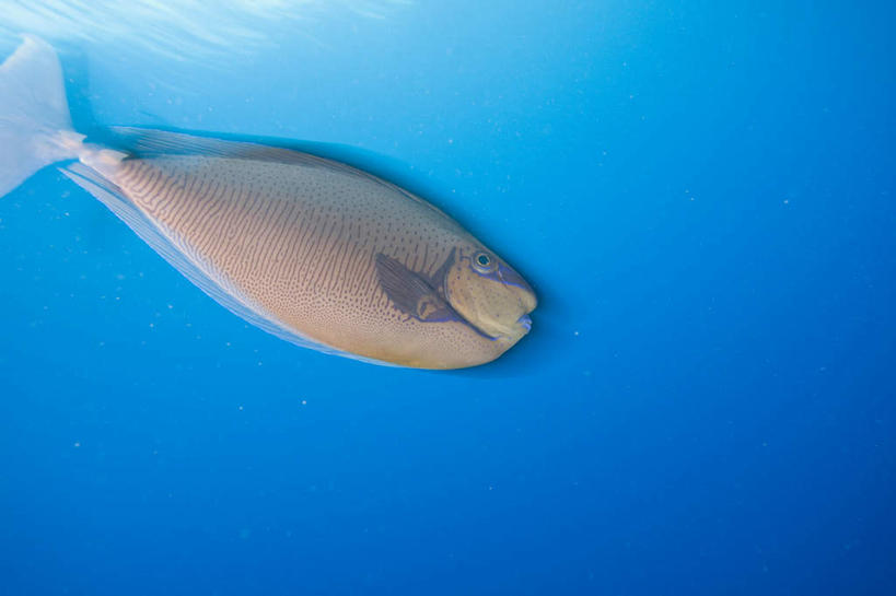 游泳,无人,横图,室外,白天,仰视,旅游,度假,海底,水下,海浪,海洋,美景,马来西亚,亚洲,一条,鱼,景观,浪花,水底,注视,娱乐,鱼类,海洋生物,自然,海水,观察,看,享受,休闲,景色,放松,海底世界,东南亚,观看,察看,关注,自然风光,水生动物,水生物,海景,海底动物,婆罗洲,泅水,加里曼丹岛,婆罗洲岛,拍浮,马来西亚联邦,沙巴州,沙巴,大海,风浪,海,海床,海水的波动,近岸浪,涌浪,彩图,低角度拍摄,全身