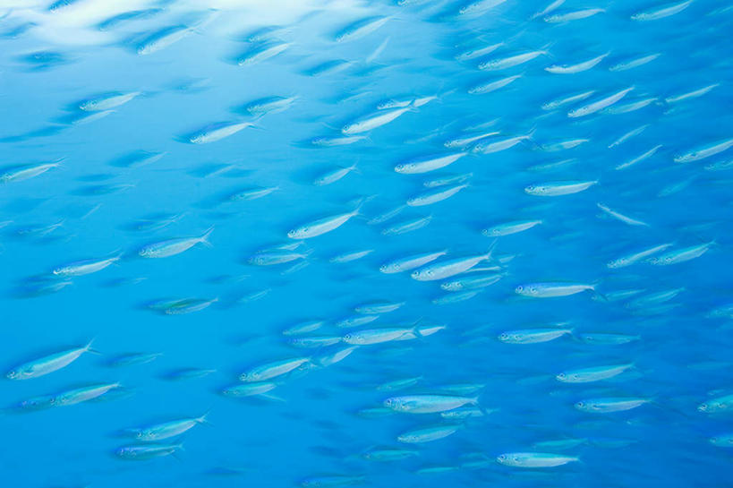 游泳,无人,横图,室外,白天,仰视,旅游,度假,海底,水下,海浪,海洋,美景,马来西亚,亚洲,一群,许多,鱼,景观,浪花,水底,很多,注视,娱乐,鱼类,海洋生物,自然,海水,观察,看,享受,休闲,景色,放松,海底世界,东南亚,观看,察看,关注,自然风光,水生动物,水生物,海景,海底动物,婆罗洲,泅水,加里曼丹岛,婆罗洲岛,拍浮,马来西亚联邦,沙巴州,沙巴,大海,风浪,海,海床,海水的波动,近岸浪,涌浪,彩图,低角度拍摄,全身