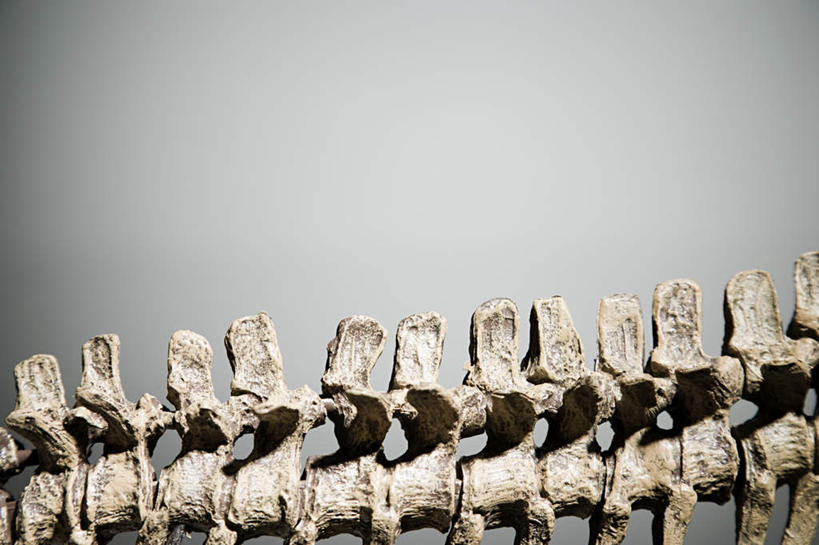 骨骼,无人,横图,室内,特写,白天,正面,静物,阴影,灰色背景,反射,影子,骨头,模型,摄影,恐龙,影棚,骨架,凶猛,灭尽,灭绝,史前动物,凶残,彩图,影棚拍摄,拍摄