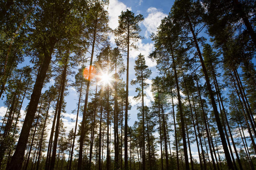 无人,横图,室外,白天,仰视,旅游,度假,美景,森林,树林,植物,瑞典,欧洲,阴影,光线,影子,景观,云,云朵,云彩,娱乐,树,树木,蓝色,绿色,白云,蓝天,天空,阳光,自然,天,享受,休闲,景色,放松,生长,晴朗,成长,斯堪的纳维亚,自然风光,北欧,斯堪的纳维亚半岛,瑞典王国,北博滕,北博滕省,晴空,彩图,低角度拍摄,眩光