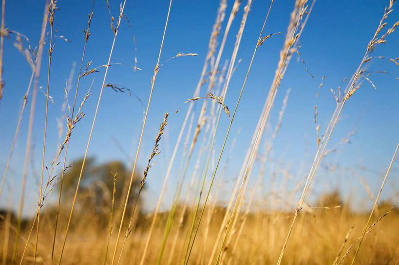 无人,横图,室外,白天,正面,旅游,度假,美景,植物,英国,欧洲,阴影,枯萎,朦胧,模糊,光线,影子,景观,枯草,娱乐,英格兰,草,树,树木,黄色,蓝色,绿色,蓝天,天空,阳光,自然,天,享受,休闲,景色,放松,生长,晴朗,成长,西欧,自然风光,大不列颠,大不列颠及北爱尔兰联合王国,万里无云,大不列颠联合王国,日不落英帝国,萨里,萨里郡,晴空,晴空万里,彩图