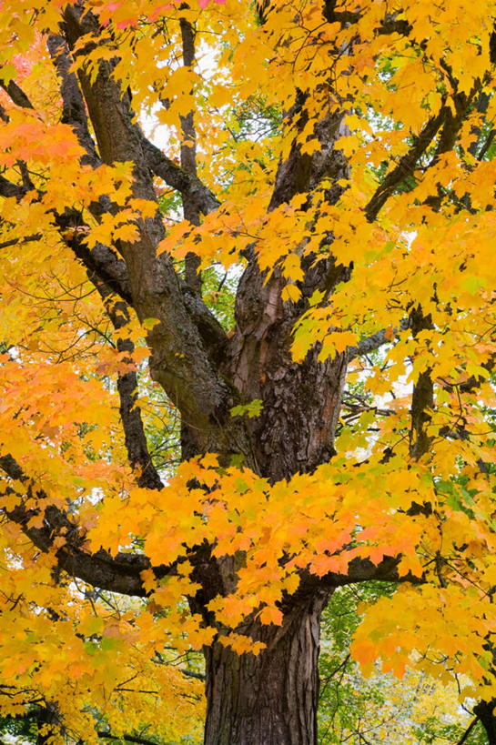 无人,竖图,室外,白天,仰视,旅游,度假,美景,秋季,植物,美国,景观,娱乐,树,树木,黄色,绿色,自然,享受,休闲,景色,放松,生长,成长,北美,北美洲,自然风光,美洲,俄勒冈州,俄勒冈,北亚美利加洲,亚美利加洲,落日之州,水獭之州,海狸州,秋,秋天,彩图,低角度拍摄