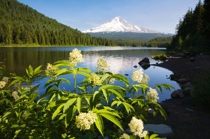 无人,公园,横图,室外,白天,正面,旅游,度假,湖,湖泊,美景,山,树林,水,雪,雪山,植物,大雪,美国,朦胧,模糊,盛开,冰,湖面,积雪,景观,山峰,水流,水面,雪景,冬季,冬天,山峦,花蕾,娱乐,花,花瓣,花朵,鲜花,树,树木,蓝色,绿色,蓝天,天空,自然,湖水,天,花苞,花蕊,享受,休闲,景色,放松,寒冷,生长,晴朗,成长,冰冷,北美,北美洲,国家公园,自然风光,美洲,俄勒冈州,万里无云,俄勒冈,北亚美利加洲,亚美利加洲,严寒,冰凉,酷寒,凛冽,凛凛,极冷,落日之州,水獭之州,海狸州,国家森林公园,胡德山,胡德山国家森林公园,晴空,晴空万里,彩图