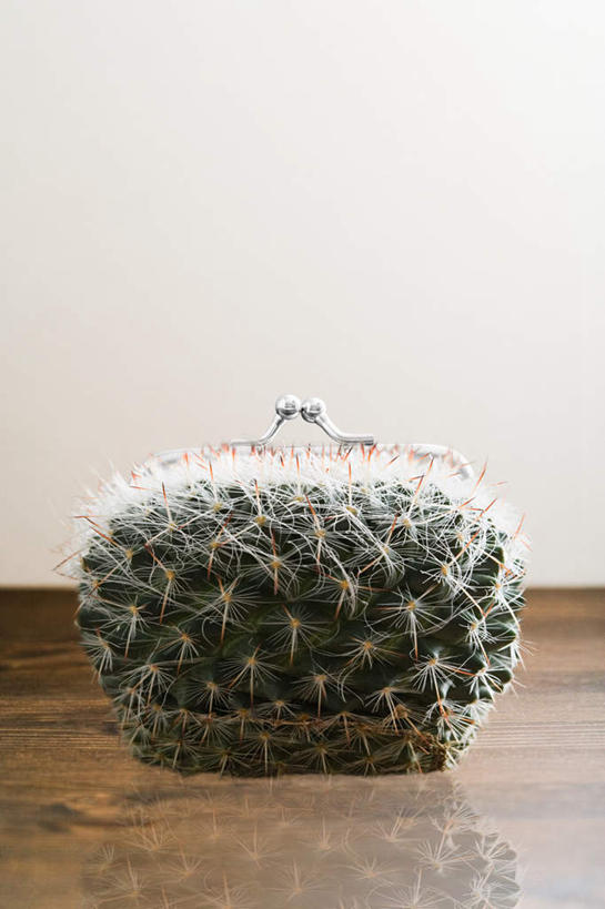 无人,竖图,室内,特写,白天,正面,植物,仙人球,草药,中药,一个,摄影,皮夹子,钱包,影棚,单个,零钱包,皮夹,药材,中草药,中药材,本草,草球,长盛球,彩图,影棚拍摄,拍摄