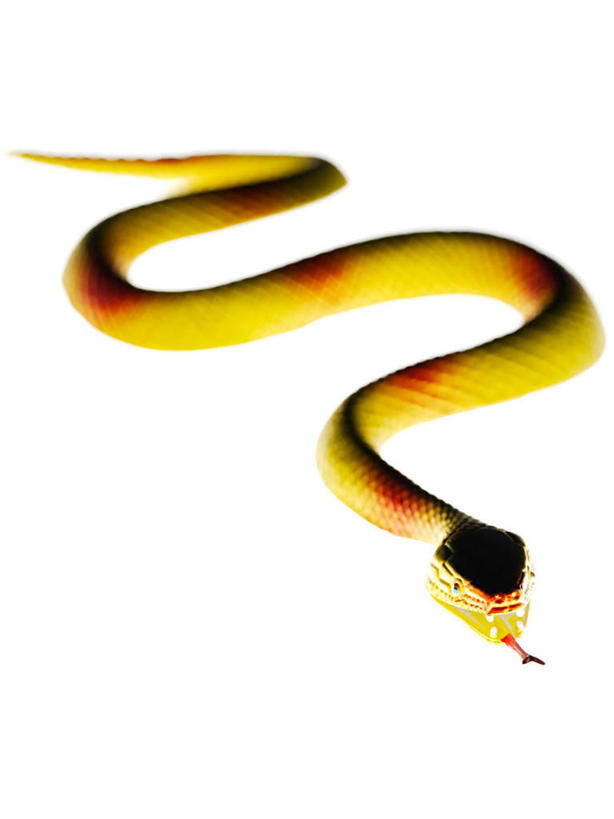 无人,竖图,俯视,室内,特写,白天,白色背景,游戏,野生动物,静物,玩具,一条,爬行动物,蛇,玩,娱乐,动物,休闲,益智,摄影,影棚,活动,发泄,消遣,智力,冷血动物,凶猛,脊椎动物,长虫,宣泄,残暴,凶残,玩耍,嬉戏,彩图,高角度拍摄,影棚拍摄,拍摄,冷血