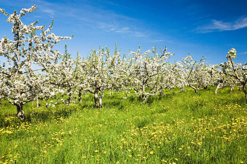 无人,横图,室外,白天,正面,旅游,度假,草地,草坪,美景,植物,加拿大,阴影,光线,影子,景观,云,云朵,果树,云彩,娱乐,草,树,树木,蓝色,绿色,白云,蓝天,天空,阳光,自然,天,享受,休闲,景色,放松,生长,晴朗,成长,北美,北美洲,自然风光,美洲,省会,北亚美利加洲,亚美利加洲,魁北克,魁北克城,魁北克省,魁北克市,晴空,彩图