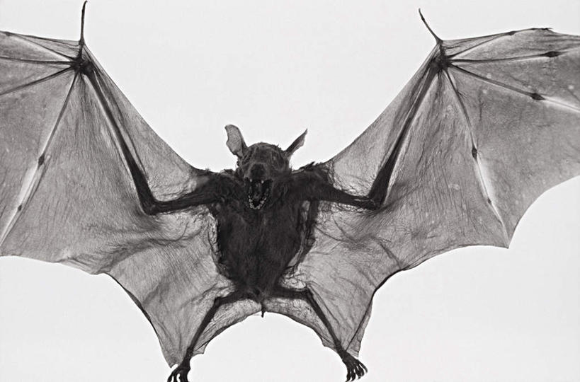 无人,横图,室外,特写,白天,白色背景,正面,蝙蝠,野生动物,伸展,张开,展翅,细菌,翅膀,一只,动物,摄影,影棚,病菌,张开翅膀,传染,伏翼,老鼠皮翼,天鼠,夜燕,展开翅膀,仙鼠,半身,彩图,影棚拍摄,拍摄