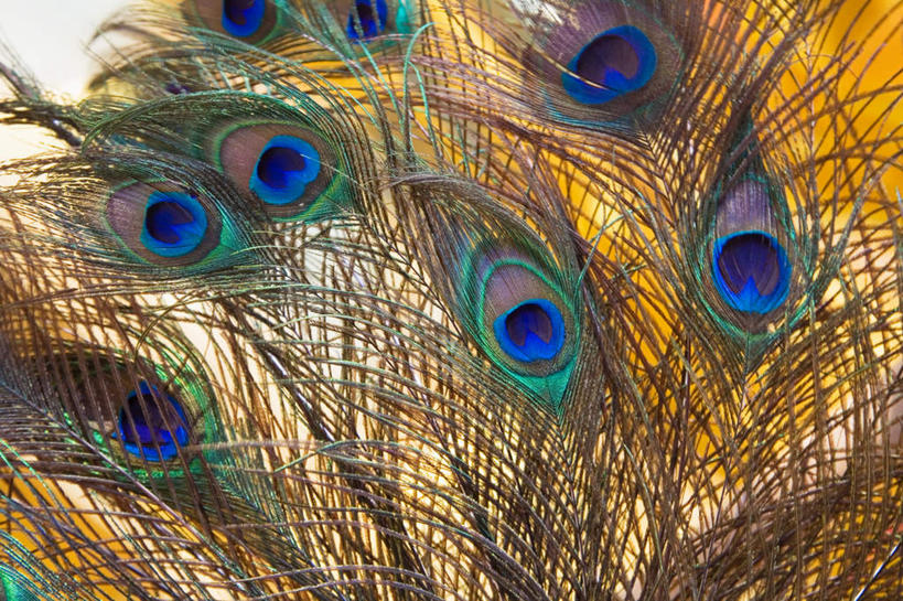 无人,横图,室内,特写,白天,正面,孔雀,鸟,野生动物,羽毛,轻盈,柔软,鲜艳,鸟类,美丽,漂亮,动物,可爱,活泼,保护,吉祥,优美,华贵,善良,防御,艳丽,孔雀开屏,轻柔,越鸟,百鸟之王,示威,斑斓,瑰丽,娇艳,锦绣,奇丽,求偶,半身,彩图