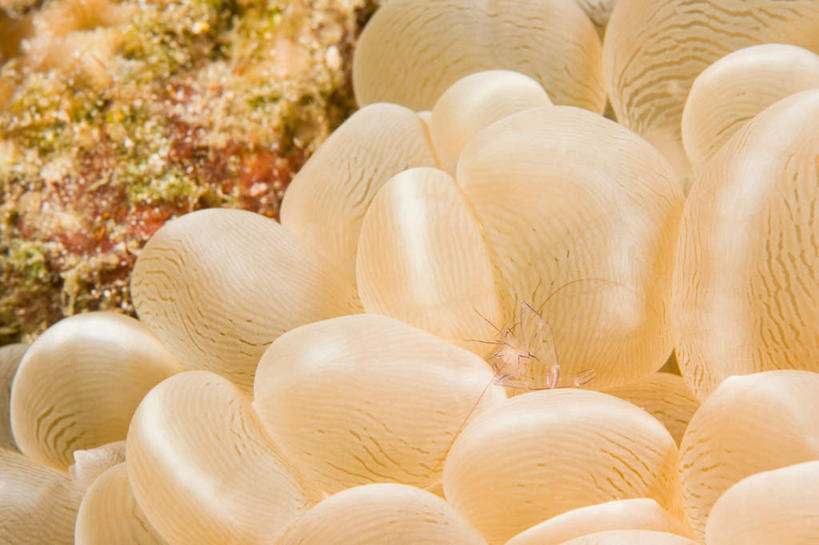 无人,横图,室外,特写,白天,正面,海底,水下,海浪,海洋,美景,海葵,菲律宾,亚洲,许多,景观,浪花,水底,海洋生物,无脊椎动物,自然,海水,景色,海底世界,东南亚,腔肠动物,自然风光,海景,菲律宾共和国,大海,风浪,海,海床,海水的波动,近岸浪,涌浪,半身,彩图