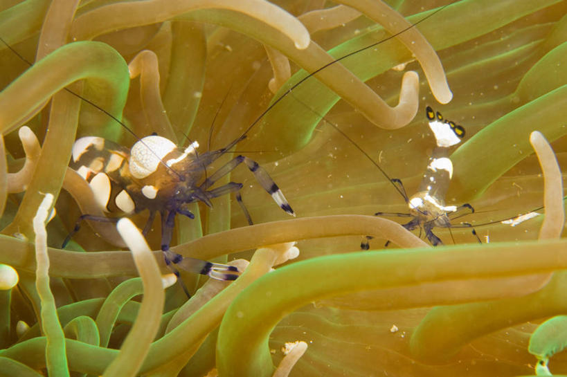 无人,横图,室外,特写,白天,正面,海底,水下,海浪,海洋,美景,海葵,菲律宾,亚洲,景观,浪花,水底,虾,海洋生物,无脊椎动物,自然,海水,景色,海底世界,东南亚,腔肠动物,自然风光,海景,菲律宾共和国,大海,风浪,海,海床,海水的波动,近岸浪,涌浪,半身,彩图