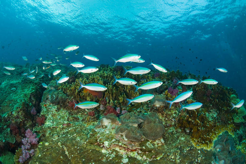 游泳,无人,横图,室外,白天,侧面,旅游,度假,草地,草坪,海底,水下,海浪,海洋,石头,美景,植物,泰国,亚洲,许多,阴影,光线,鱼,石子,影子,景观,浪花,水底,注视,娱乐,鱼类,普吉岛,海洋生物,无脊椎动物,草,绿色,阳光,自然,海水,观察,看,享受,休闲,景色,放松,海底世界,东南亚,观看,腔肠动物,察看,关注,自然风光,水生动物,水生物,海景,海底动物,泰王国,泅水,普吉,珊瑚虫,拍浮,大海,风浪,海,海床,海水的波动,近岸浪,石块,岩石,涌浪,彩图,全身,斯米兰群岛