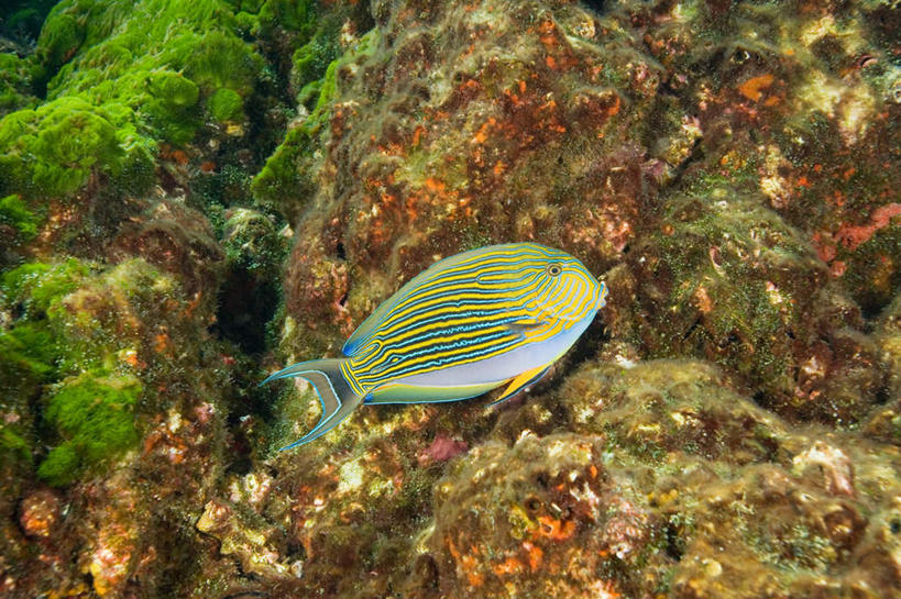 游泳,无人,横图,室外,白天,侧面,旅游,度假,海底,水下,海浪,海洋,石头,美景,泰国,亚洲,一条,阴影,光线,鱼,石子,影子,景观,浪花,水底,青苔,苔藓,注视,娱乐,鱼类,普吉岛,海洋生物,阳光,自然,海水,观察,看,享受,休闲,景色,放松,海底世界,东南亚,观看,察看,关注,自然风光,水生动物,水生物,海景,海底动物,泰王国,泅水,普吉,刺尾鱼,拍浮,彩带刺尾鱼,纹倒吊,大海,风浪,海,海床,海水的波动,近岸浪,石块,岩石,涌浪,彩图,全身,斯米兰群岛