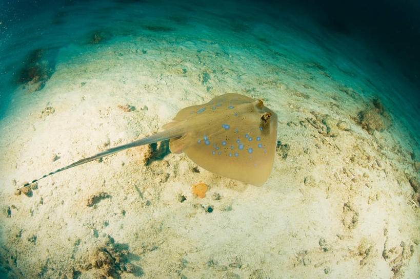 游泳,海鲜,无人,横图,俯视,室外,白天,广角镜头,鱼眼镜头,旅游,度假,海底,水下,海浪,海洋,美景,泰国,亚洲,一条,阴影,光线,鱼,影子,景观,浪花,水底,注视,娱乐,水产,鱼类,普吉岛,海洋生物,阳光,自然,海水,观察,看,享受,休闲,景色,放松,海底世界,东南亚,观看,察看,关注,自然风光,水生动物,海产品,水生物,海景,海底动物,魟鱼,魔鬼鱼,蝠鲼,泰王国,泅水,普吉,拍浮,大海,风浪,海,海床,海水的波动,近岸浪,涌浪,彩图,高角度拍摄,全身,斯米兰群岛