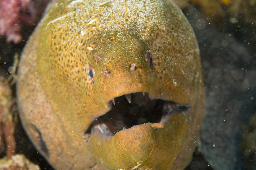 头,无人,横图,俯视,室外,特写,白天,旅游,度假,海底,水下,海浪,海洋,美景,泰国,亚洲,一条,阴影,光线,鱼,影子,景观,浪花,水底,海鳗,注视,娱乐,鱼类,普吉岛,海洋生物,阳光,自然,海水,观察,看,张嘴,享受,休闲,景色,放松,海底世界,东南亚,观看,察看,关注,自然风光,水生动物,水生物,张大嘴巴,海景,海底动物,泰王国,普吉,头部,大海,风浪,海,海床,海水的波动,近岸浪,涌浪,张开嘴,半身,彩图,高角度拍摄,斯米兰群岛