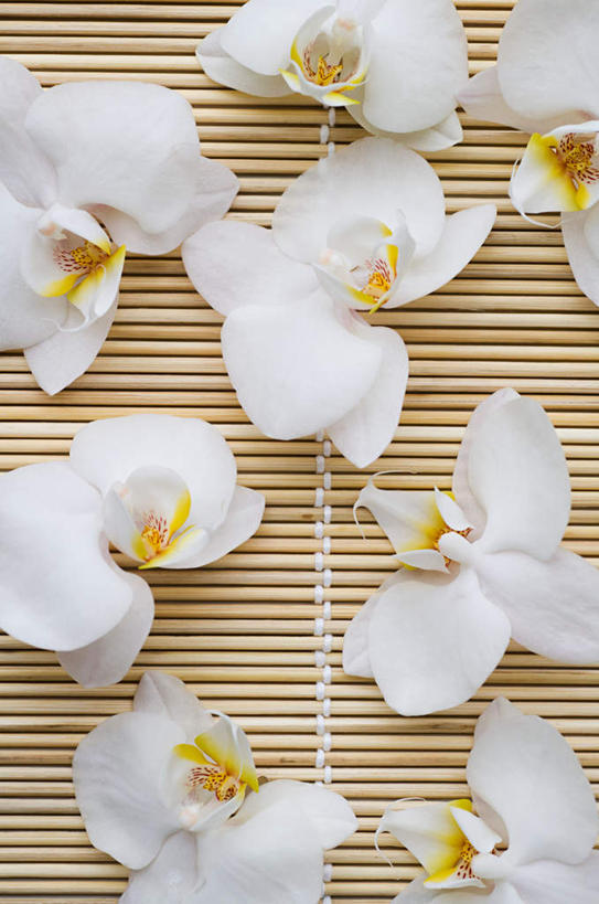 无人,竖图,俯视,室内,特写,白天,许多,竹制,盛开,花蕾,花,花瓣,花朵,鲜花,排列,白色,花苞,花蕊,高雅,竹制品,摆列,淡泊,花中君子,寿司帘,寿司席,寿司竹,寿司竹卷,寿司竹席,兰花,彩图,高角度拍摄,布列,分列