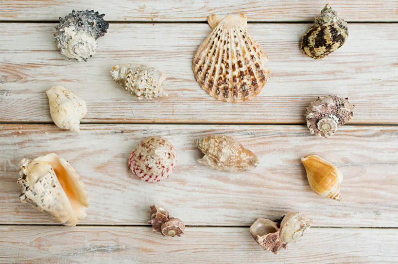 无人,横图,俯视,室内,特写,白天,地板,贝壳,许多,海螺,地面,木地板,海洋生物,排列,软体动物,峨螺,水生动物,水生物,海底动物,摆列,贝类外壳,海螺壳,软体动物外壳,彩图,高角度拍摄,布列,分列