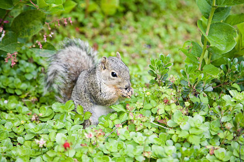 无人,站,吃,横图,室外,白天,正面,旅游,度假,草地,草坪,美景,植物,野生动物,叶子,握,阴影,朦胧,模糊,光线,影子,景观,绿叶,注视,娱乐,草,一只,绿色,阳光,自然,动物,松鼠,观察,看,站着,享受,休闲,嫩叶,景色,放松,可爱,握着,活泼,观看,察看,关注,自然风光,灰松鼠,北美灰松鼠,叶,叶片,嚼,食,站立,彩图,全身