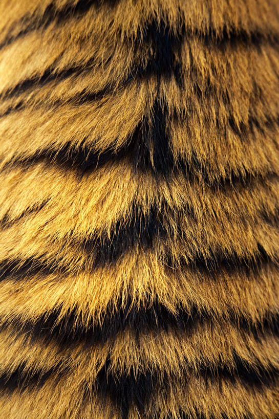 无人,竖图,室外,特写,白天,哺乳动物,虎,野生动物,纹路,纹理,棕色,一只,背面,黑色,动物,皮毛,凶猛,肌理,残暴,凶残,老虎,半身,彩图