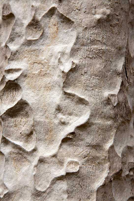 无人,竖图,室外,特写,白天,正面,美景,植物,一棵,纹路,纹理,景观,树桩,树,树干,树木,自然,木桩,景色,生长,成长,风化,自然风光,肌理,风蚀,石化,彩图