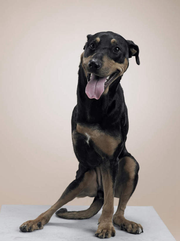 无人,坐,竖图,室内,白天,正面,宠物,狗,灰色背景,注视,吐舌头,一只,动物,观察,看,伸舌头,吐舌,可爱,摄影,影棚,观看,察看,关注,残疾,杜宾犬,忠诚,笃宾狗,笃宾犬,杜宾狗,犬,坐着,彩图,全身,影棚拍摄,拍摄