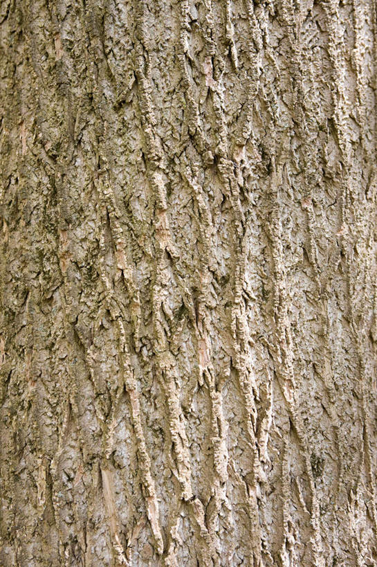 无人,竖图,室外,特写,白天,正面,植物,一棵,粗糙,纹路,纹理,树皮,树桩,树,树干,树木,绿色,自然,木桩,生长,成长,毛糙,肌理,彩图,粗拙