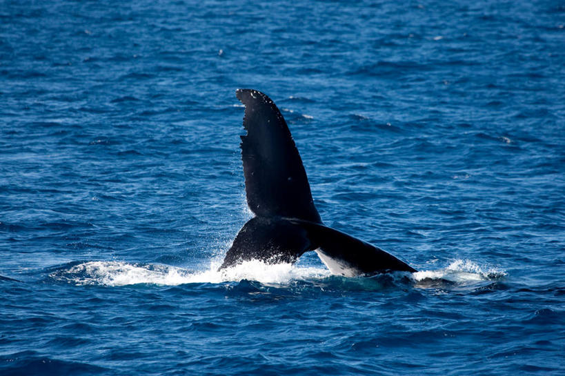 游泳,无人,横图,室外,白天,正面,旅游,度假,海浪,海洋,美景,哺乳动物,鲸鱼,汤加,飞溅,溅,液体,景观,浪花,水滴,娱乐,海洋生物,水珠,一只,自然,海水,动物,享受,休闲,景色,放松,鲸,座头鲸,喷洒,自然风光,水生动物,大洋洲,水生物,海景,海底动物,泅水,鲸类,大翅鲸,巨臂鲸,锯臂鲸,驼背鲸,拍浮,汤加王国,友爱群岛,大海,风浪,海,海水的波动,近岸浪,涌浪,半身,彩图