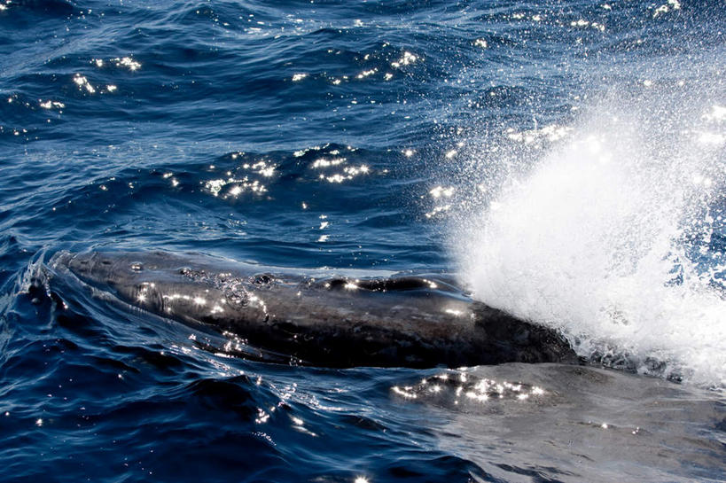 游泳,无人,横图,室外,白天,正面,旅游,度假,海浪,海洋,美景,哺乳动物,鲸鱼,汤加,飞溅,溅,液体,景观,浪花,水滴,娱乐,海洋生物,水珠,一只,自然,海水,动物,享受,休闲,景色,放松,鲸,座头鲸,喷洒,自然风光,水生动物,大洋洲,水生物,海景,海底动物,泅水,鲸类,大翅鲸,巨臂鲸,锯臂鲸,驼背鲸,拍浮,汤加王国,友爱群岛,大海,风浪,海,海水的波动,近岸浪,涌浪,半身,彩图
