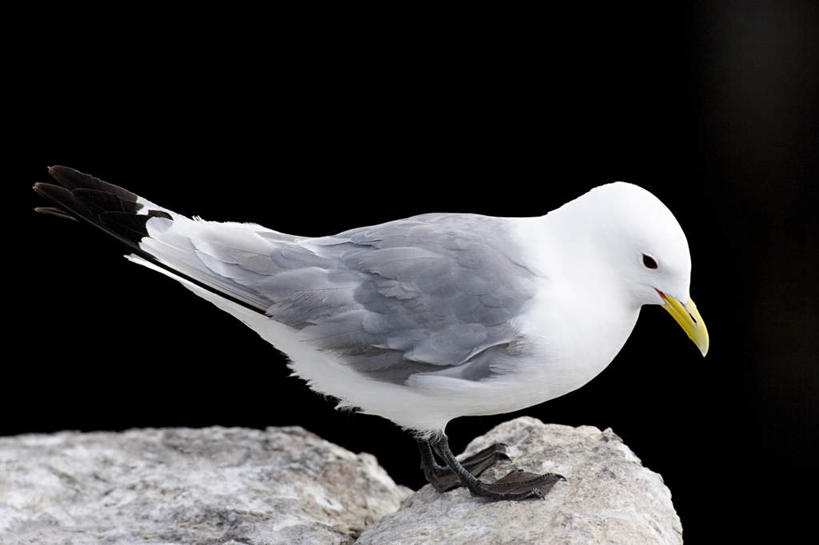 无人,站,横图,室外,特写,白天,侧面,石头,美景,海鸟,鸟,阴影,黑色背景,光线,鸟类,石子,影子,景观,注视,一只,白色,阳光,自然,观察,看,站着,景色,观看,察看,关注,自然风光,三趾鸥,石块,岩石,站立,彩图,全身