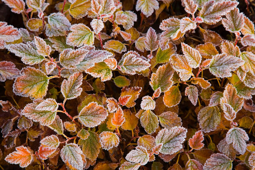 无人,横图,室外,特写,白天,仰视,美景,植物,叶子,覆盖,纹理,景观,霜,黄色,白色,自然,景色,自然风光,遮盖,肌理,笼罩,笼盖,叶,叶片,叶脉,彩图,低角度拍摄