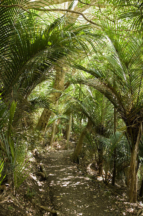 无人,竖图,室外,白天,正面,旅游,度假,美景,森林,树林,植物,道路,路,新西兰,景观,小路,交通,娱乐,树,树木,绿色,自然,享受,休闲,景色,放松,乡间小路,生长,成长,自然风光,大洋洲,纽西兰,长白云之乡,彩图