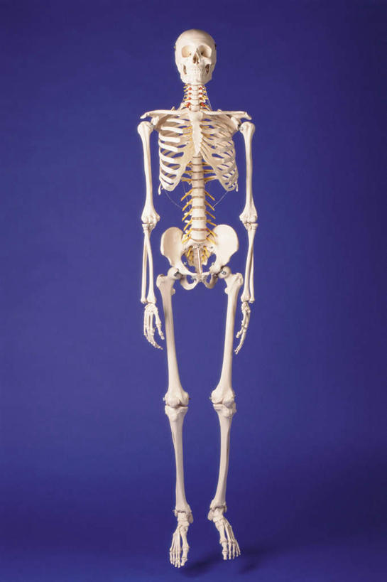 颅骨,锁骨,肩胛骨,骨骼,胸骨,肋骨,无人,竖图,室内,特写,白天,正面,静物,蓝色背景,骨头,摄影,影棚,骨架,鼻骨,顶骨,额骨,颈椎,颞骨,胸椎,腰骨,下颌骨,肋软骨,颧骨,头盖骨,彩图,影棚拍摄,拍摄